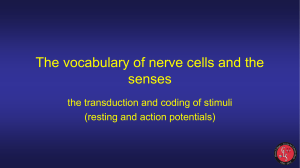 The vocabulary of nerve cells