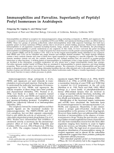 Immunophilins and Parvulins. Superfamily of