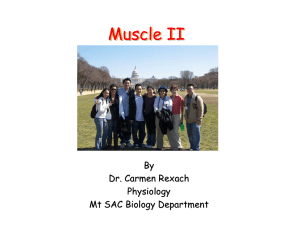 Muscle 2 - Mt. SAC
