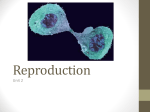 Reproduction