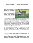 Common Diseases of Captive Fawns in Florida