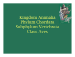 Kingdom Animalia Phylum Chordata Subphylum