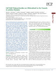 Cell Wall Polysaccharides are Mislocalized to the Vacuole in