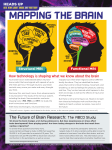 mapping the brain - Scholastic Heads Up