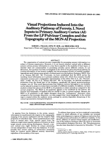 Vdhjections InducedInto the Auditory Pathway of Ferrets. I