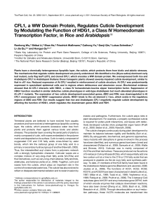 CFL1, a WW Domain Protein, Regulates Cuticle