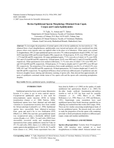 Bovine Epididymal Sperm Morphology Obtained from