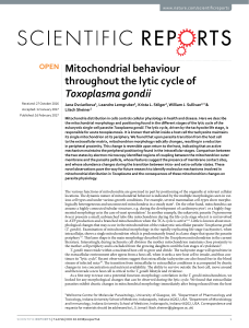 Mitochondrial behaviour throughout the lytic cycle of Toxoplasma