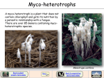 Myco-heterotrophs