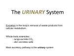 The URINARY System