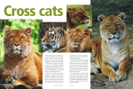 These photos show lions (Panthera leo) and tigers (Panthera tigris