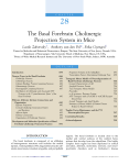 The Basal Forebrain Cholinergic Projection