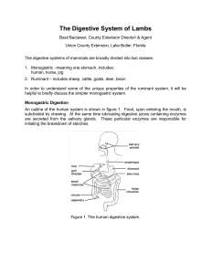 The Digestive System of Lambs - Union County Extension Office