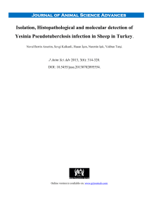 Isolation, Histopathological and molecular detection of Yesinia