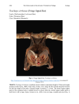 Trachops cirrhosus (Fringe-lipped Bat)