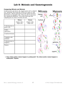 Lab 8 - Meiosis and Gametogenesis