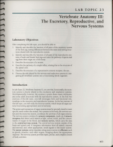 The Excretory, Reproductive, and #