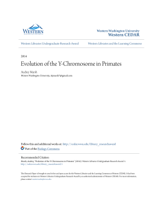 Evolution of the Y-Chromosome in Primates