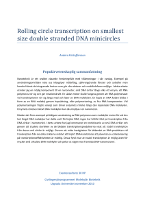 Rolling circle transcription on smallest size double stranded DNA