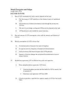 Muscle Energetics and Fatigue - Dr. Feher