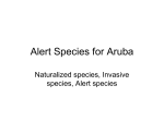 Alert Species for Aruba