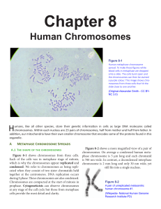 Chapter 8 Human Chromosomes