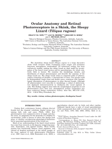 Ocular Anatomy and Retinal Photoreceptors in a Skink, the Sleepy