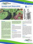 Variable-Leaf Watermilfoil
