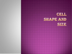 Cell Shape and Size ppt