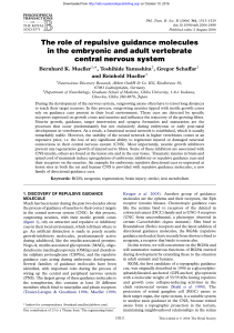 The role of repulsive guidance molecules in the