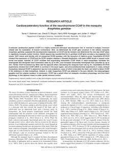 Cardioacceleratory function of the neurohormone CCAP in the