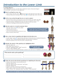 Introduction to the Lower Limb