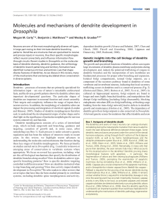 Molecules and mechanisms of dendrite development in Drosophila