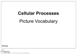 Cellular Processes Picture Vocabulary