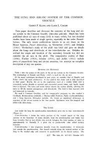 THE LUNG AND AIR-SAC SYSTEM OF THE COMMON GRACKLE