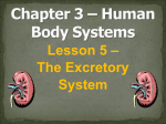 Chapter 3, Lesson 5 - The Excretory System