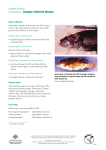 Viral diseases—Grouper iridoviral disease