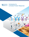 Antibodies for Unfolded Protein Response