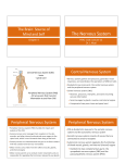 The Nervous System