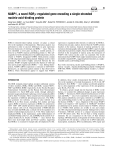 NABP1, a novel RORγ-regulated gene encoding a single