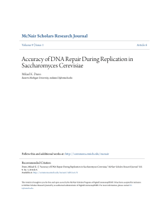 Accuracy of DNA Repair During Replication in Saccharomyces