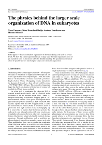 The physics behind the larger scale organization of DNA in eukaryotes