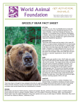 grizzly bear fact sheet - World Animal Foundation