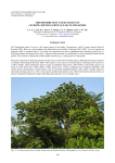 Distribution and Ecology of Cecropia species in Singapore