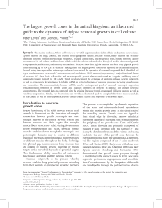 The largest growth cones in the animal kingdom