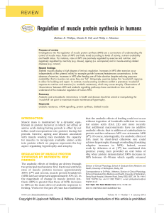 Regulation of muscle protein synthesis in humans