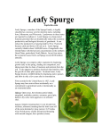 Leafy Spurge - Langlade County