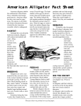American Alligator Fact Sheet