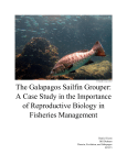 The Galapagos Sailfin Grouper