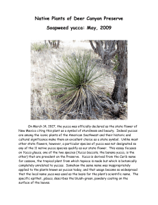 Native Plants of Deer Canyon Preserve Soapweed yucca: May, 2009